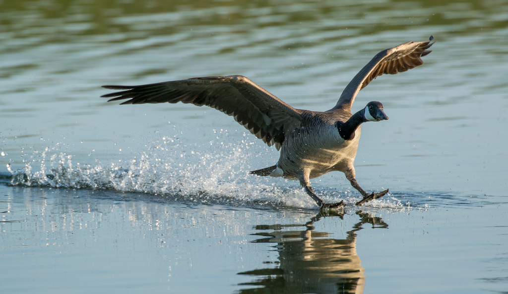 Experimental Goose Hunting