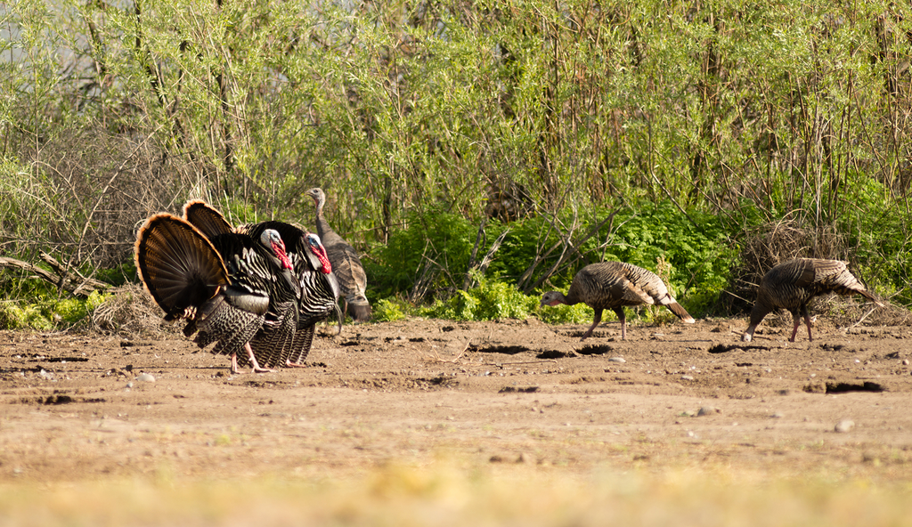 The Problem with Turkey Hunting