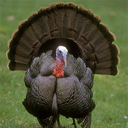/collections/turkey