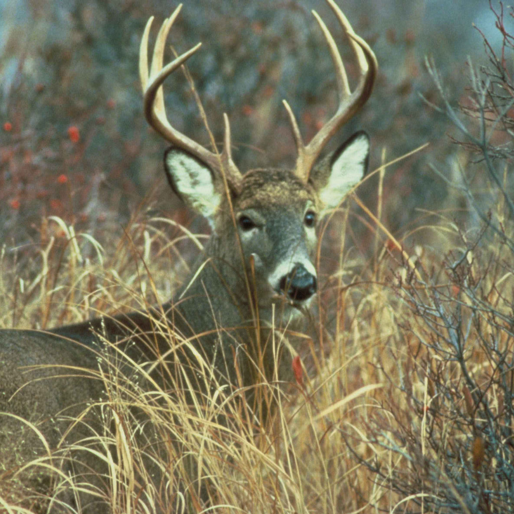 /collections/deer-big-game