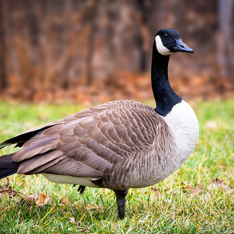 /collections/goose